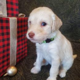 Olaf - Cream male Labradoodle puppy in Siloam Springs, Arkansas from Siloam Doodles