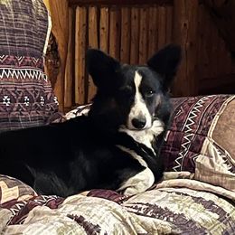 Stoney - Cardigan Welsh Corgi