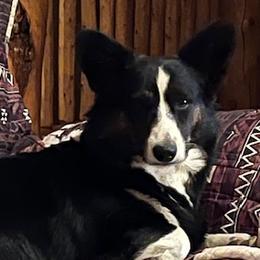 Stoney - Cardigan Welsh Corgi