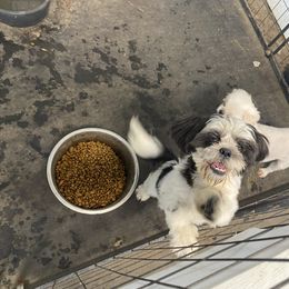 Lucky Bleu - Shih Tzu