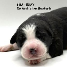 Hemy - Black tri-color male Australian Shepherd puppy in Gowen, Michigan from XA AUSTRALIAN SHEPHERDS