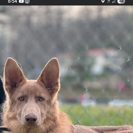 Yeti UPCOMING stud - German Shepherd