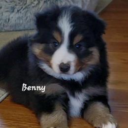 Benny - Black tri male Miniature Australian Shepherd puppy in Waxhaw, North Carolina from Cane Creek Aussies