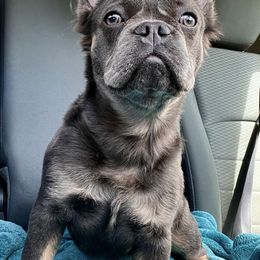 French Bulldogs from Lazy Acres Farm
