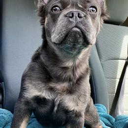 French Bulldogs from Lazy Acres Farm