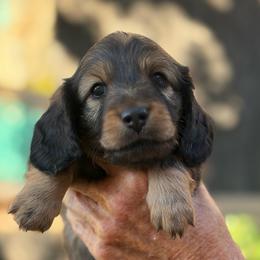 Scarlett - Red female Dachshund puppy in California from Longboard Dachshunds