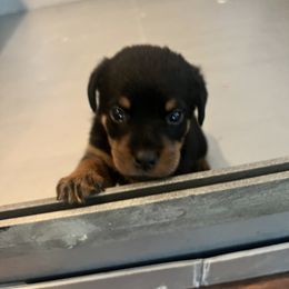 Rottweiler Puppies from Rott Nation Dog Breeding