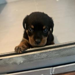 Rottweiler Puppies from Rott Nation Dog Breeding