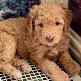 Goldy - Red female Bernedoodle puppy in Henrico, Virginia from Paws 4 Doodles, LLC