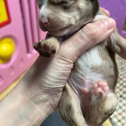 Boy 2 - Chocolate and white male Chihuahua puppy in Matensdale, Iowa from Tammy's Chihuahuas