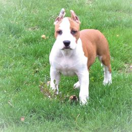 American Staffordshire Terrier and Chihuahua Puppies from Bellastaff