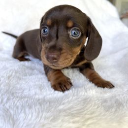 Dachshund Puppies from Breezy Florida Dachshunds