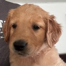 Miss Orange previously Moss Green - Golden female Golden Retriever puppy in Stratton, Colorado from Anam Cara Retrievers