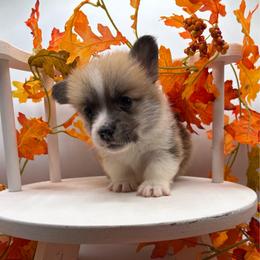 Black Collar - Red male Pembroke Welsh Corgi puppy in Abingdon, Virginia from Em-K Kennels