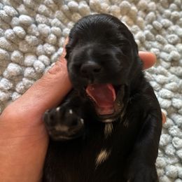Black Male 2 - Black male Miniature Schnauzer puppy in Clover, South Carolina from Bobo’s Babies Kennels