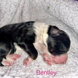 Bentley - Tri-color female Bernedoodle puppy in Ankeny, Iowa from Bernedoodlesbest