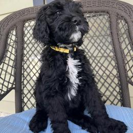 Yellow - Black male Goldendoodle puppy in Summerville, South Carolina from Lizarazo Doodles