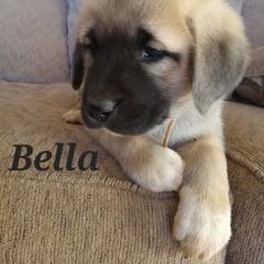 Anatolian Shepherd Dog Puppies from Sunset Ridge Farm