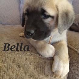 Anatolian Shepherd Dog Puppies from Sunset Ridge Farm