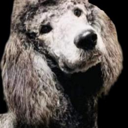 Ari - Poodle