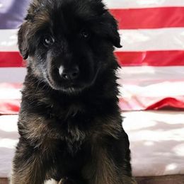 Red - Black and red male German Shepherd puppy in Newaygo, Michigan from Sterley Shepherds