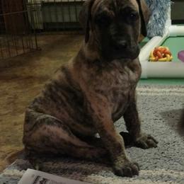 Great Dane Puppies from DiolaDanes