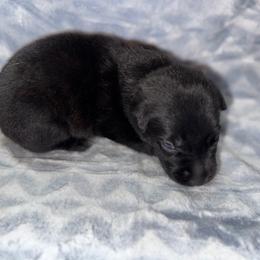 Tupelo - Black brindle male Dutch Shepherd puppy in Saint Amant, Louisiana from Mercy Kennels