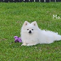 MAX - Pomeranian