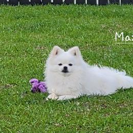 MAX - Pomeranian