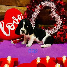 BB2 - Black and white male Basset Hound puppy in Britton, South Dakota from K&S Canines