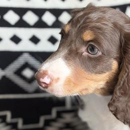 Dachshunds from Dachshund Den