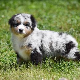 BIBA - Blue merle female Australian Shepherd puppy in Easton, Missouri from MMA Kennel