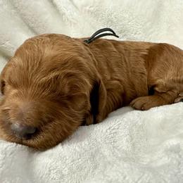 Aphrodite-black collar - Red  female Goldendoodle puppy in Chino Valley, Arizona from Whiskey Row Royals