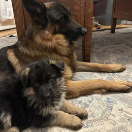 German Shepherd Puppies from Golden Ridge