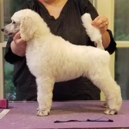 Poodle Puppies from Celeto Standard & Miniature Poodles