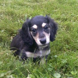 Dachshunds from Miles of Dachshunds