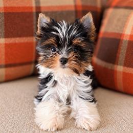Wednesday - Parti female Yorkshire Terrier puppy in Jacksonville, Florida from Yorktown Yorkies