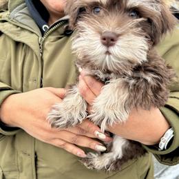 Miniature Schnauzer Puppies from Miniature Schnauzers of Delmarva