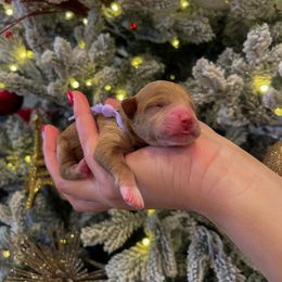 Goldendoodle and Maltipoo Puppies from Pnwfamilydoodles