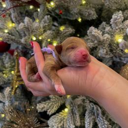 Goldendoodle and Maltipoo Puppies from Pnwfamilydoodles