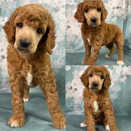 Marigold Girl - Poodle puppy in Swansboro, North Carolina from Monarch Standard Poodles