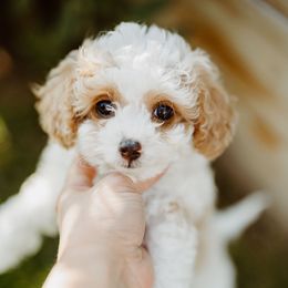 Aurora - Blenheim female Cavapoo puppy in Moses Lake, Washington from The Cav Family