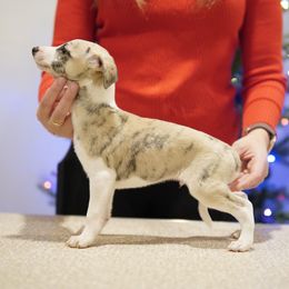 Oakley - Fawn brindle male Whippet puppy in Atlanta, Georgia from Sinaj