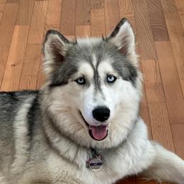 Ivy - Siberian Husky
