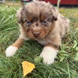 Rein - Red merle female Australian Shepherd puppy in Otis, Oregon from Heritage Hill Aussies