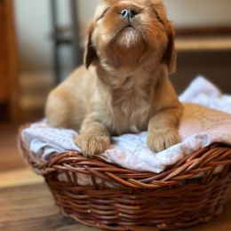 Cavalier King Charles Spaniel and Cavapoo Puppies from Cavaliers of Windsor