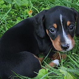 Dachshunds from Nearhood's Mini Dachshunds