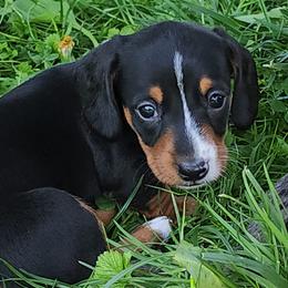 Dachshunds from Nearhood's Mini Dachshunds
