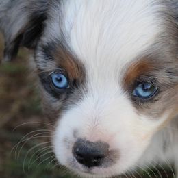 Miniature Australian Shepherds from Mudd's Minis