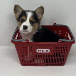Blizzard - Black and tan male Pembroke Welsh Corgi puppy in Waco, Texas from The Comma Corgis